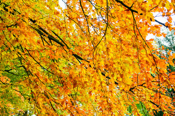 Herbstlandschaft im Park – Wald bei Sonnenschein
