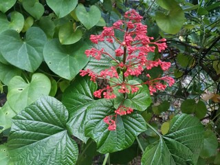Clerodendrum paniculatum, the pagoda flower, is a species of flowering plant in the genus...