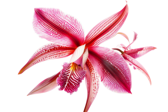 orchid, flower, petals, pink, nature, tropical, exotic, beautiful, delicate, fragrant, isolated on transparent background