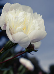 white peony © anna