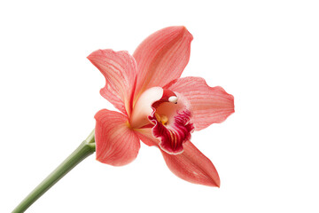 Single pink orchid flower, isolated on transparent background