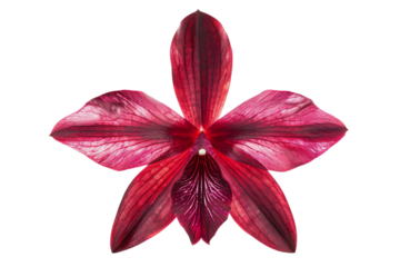 red flower, isolated on transparent background