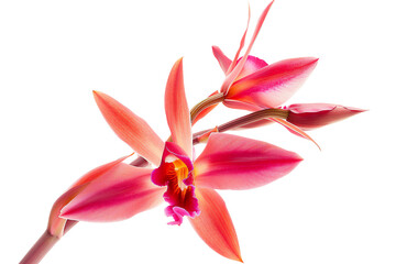 The orchid is a flower of many colors and shapes found in all parts of the world except for the polar regions, isolated on transparent background