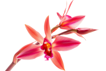 The orchid is a flower of many colors and shapes found in all parts of the world except for the polar regions, isolated on transparent background
