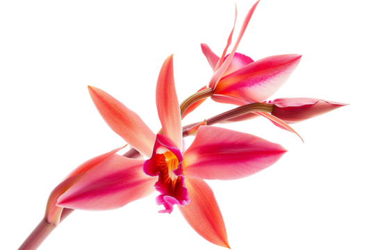 The orchid is a flower of many colors and shapes found in all parts of the world except for the polar regions, isolated on transparent background