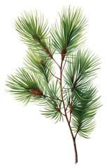 PNG Plant tree pine freshness.