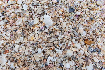 Various types of seashells combined in the background.