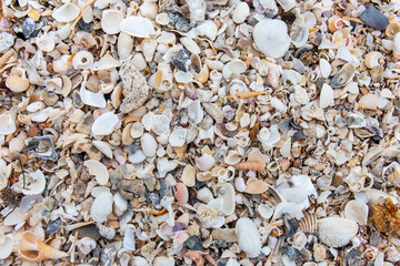Various types of seashells combined in the background.