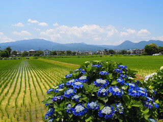 Obraz premium 田んぼの畦道に咲く開成町の紫陽花