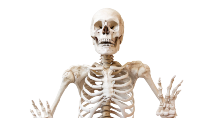 Human skeleton on white background