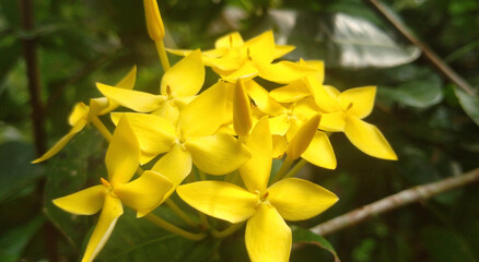 Fototapeta premium Yellow colour asoka flower on the tree
