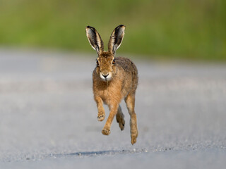 Brown hare or European brown hare,  Lepus europaeus © Erni