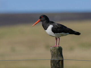 Oystercatcher, Haematopus ostralegus