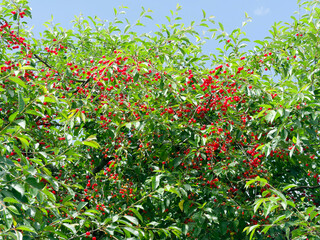 (Prunus cerasus) Tart cherry tree . Pendulous clusters of ripe and unripe sour cherries with midly...