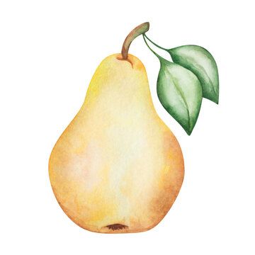 recommend clip art: Watercolor pear illustration. Hand painted yellow, raw, ripe, whole pear with green leaves. Pear tree, plant. Sweet fruit. Nature element. Isolated food clip art