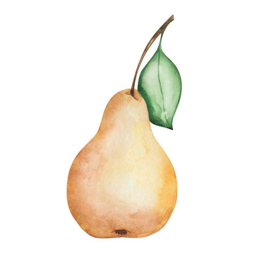 Watercolor pear illustration. Hand painted yellow, raw, ripe, whole pear with green leaf. Pear tree, plant. Sweet fruit. Nature element. Isolated food clip art