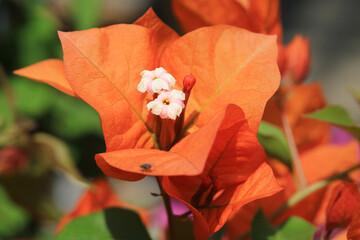 Orange blooming bougainvillea in sunny July