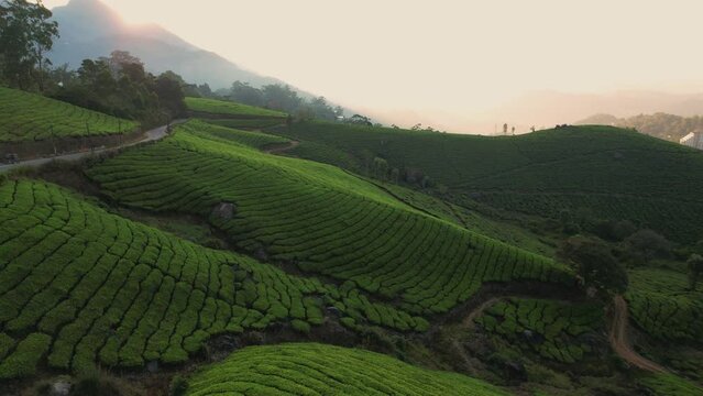 Beautiful green landscape Tea Plantations of Munnar, Kerala, South India, Aerial View