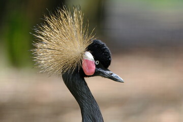Fototapeta premium Portrait of a crowned crane (Balearica regulorum)