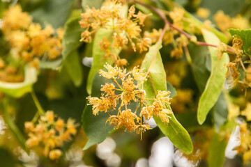 Linden blossom on a linden tree branch closeup as floral background