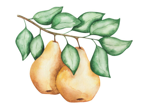 recommend clip art: Watercolor pears illustration. Hand painted yellow, raw, ripe, whole pears with green leaves hanging on a branch. Pear tree, plant. Sweet fruit. Nature element. Isolated food clip art