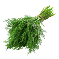 Fresh green dill with feathery leaves.