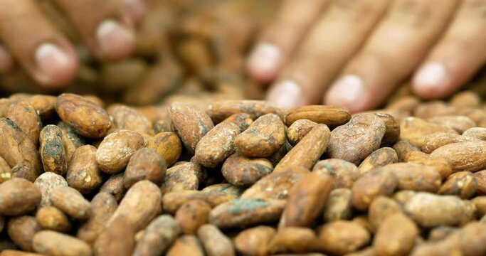 Farmer's hand searching for bad seeds in a pile of Cacao beans.