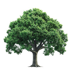 Lush green tree with thick trunk on white background.