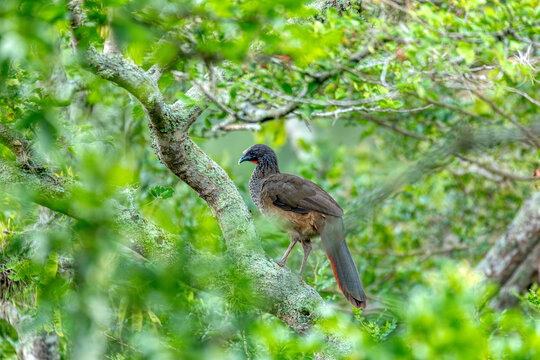 Colombian chachalaca (Ortalis columbiana), species of bird in the family Cracidae. Endemic to inter-Andean valleys in Colombia. Barichara, Santander department. Wildlife and birdwatching.