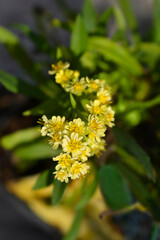 Solidaster Lemore flowers