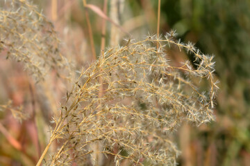 Chinese silver grass Far East seeds