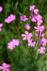 Obraz premium Maiden pink Rosea flowers