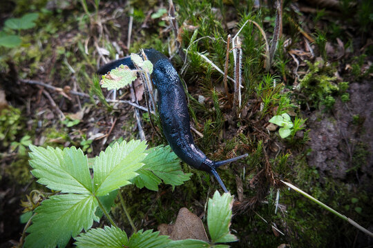 Ein gro&szlig;er schwarzer Schnegel kriecht &uuml;ber den Waldboden