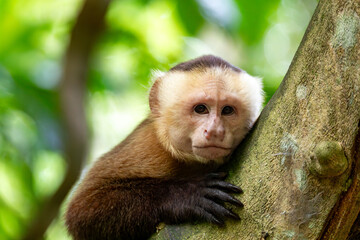 Varied white-fronted capuchin (Cebus versicolor), species of gracile capuchin monkey. Tayrona...