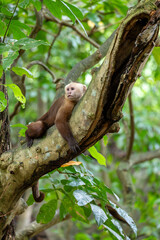 Varied white-fronted capuchin (Cebus versicolor), species of gracile capuchin monkey. Tayrona National Park, Magdalena department. Colombia wildlife.