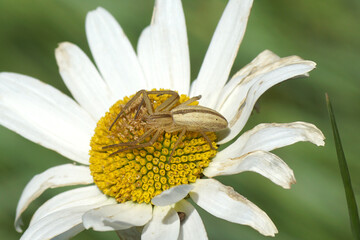 Obraz premium Close up slender crab spider Tibellus, family Philodromidae on flower of ox-eye daisy, marguerite, Leucanthemum vulgare. Summer, June, France