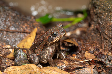 Rhinella horribilis, cane toad or giant toad living in Mesoamerica and north-western South America. Tayrona National Park, Magdalena department. Colombia wildlife.