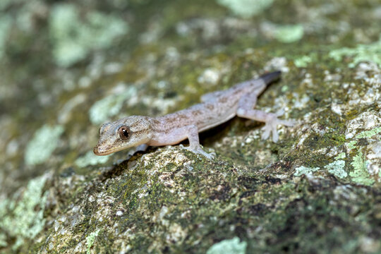 Attack Gecko