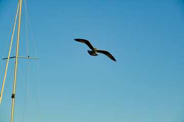 An eagle or seagull flying high and solo near a sailing boat.