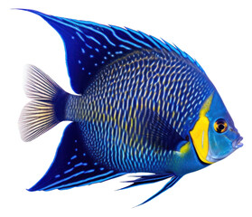 PNG Fish angelfish animal white background.