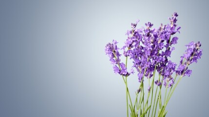 A composition of fresh lavender flowers bouquet