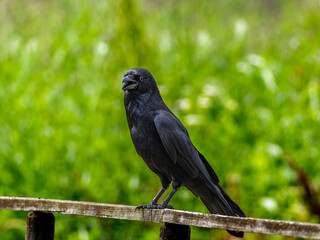 手すりにとまるカラス
