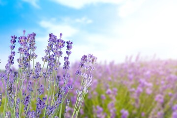 A composition of fresh lavender flowers bouquet