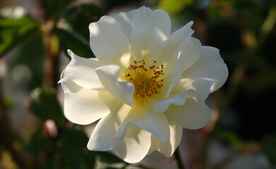 Rose Luckenfund - plant flower macro