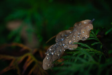 autumn leaf with dew drops