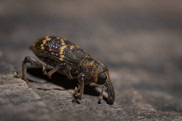 small insects on the ground