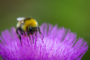 close-up of a bumblebee on a purple flower