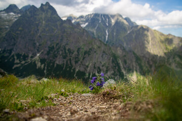 flowers in spring in the mountains