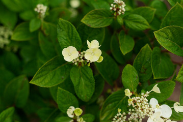 A broom-shaped white hydrangea at the beginning of its flowering...