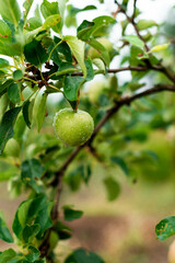 Unripe green apples with raindrops on a branch in the garden